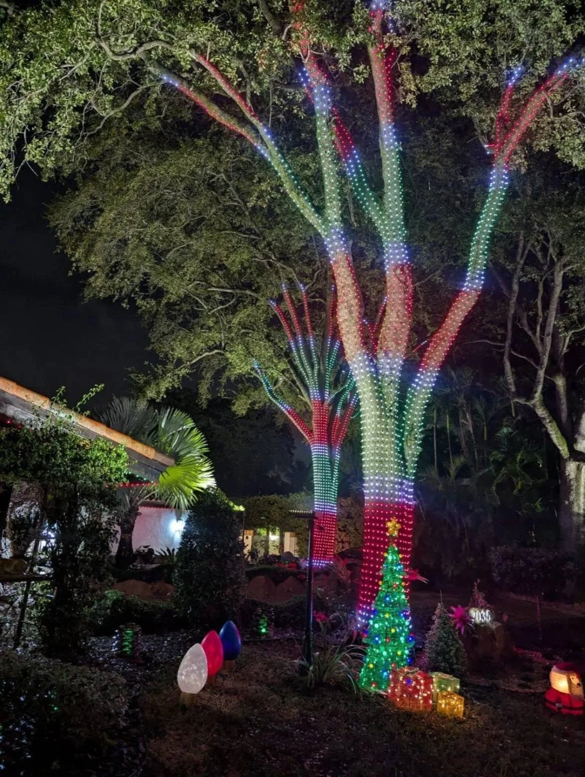 A large tree decorated with permanent multicolored LED lights, surrounded by festive gifts and Christmas decorations, scene lit at night.