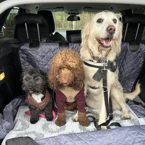 Christie's three dogs sitting in the back of a car, with the two smaller dogs wearing sweaters and the larger dog wearing a harness.