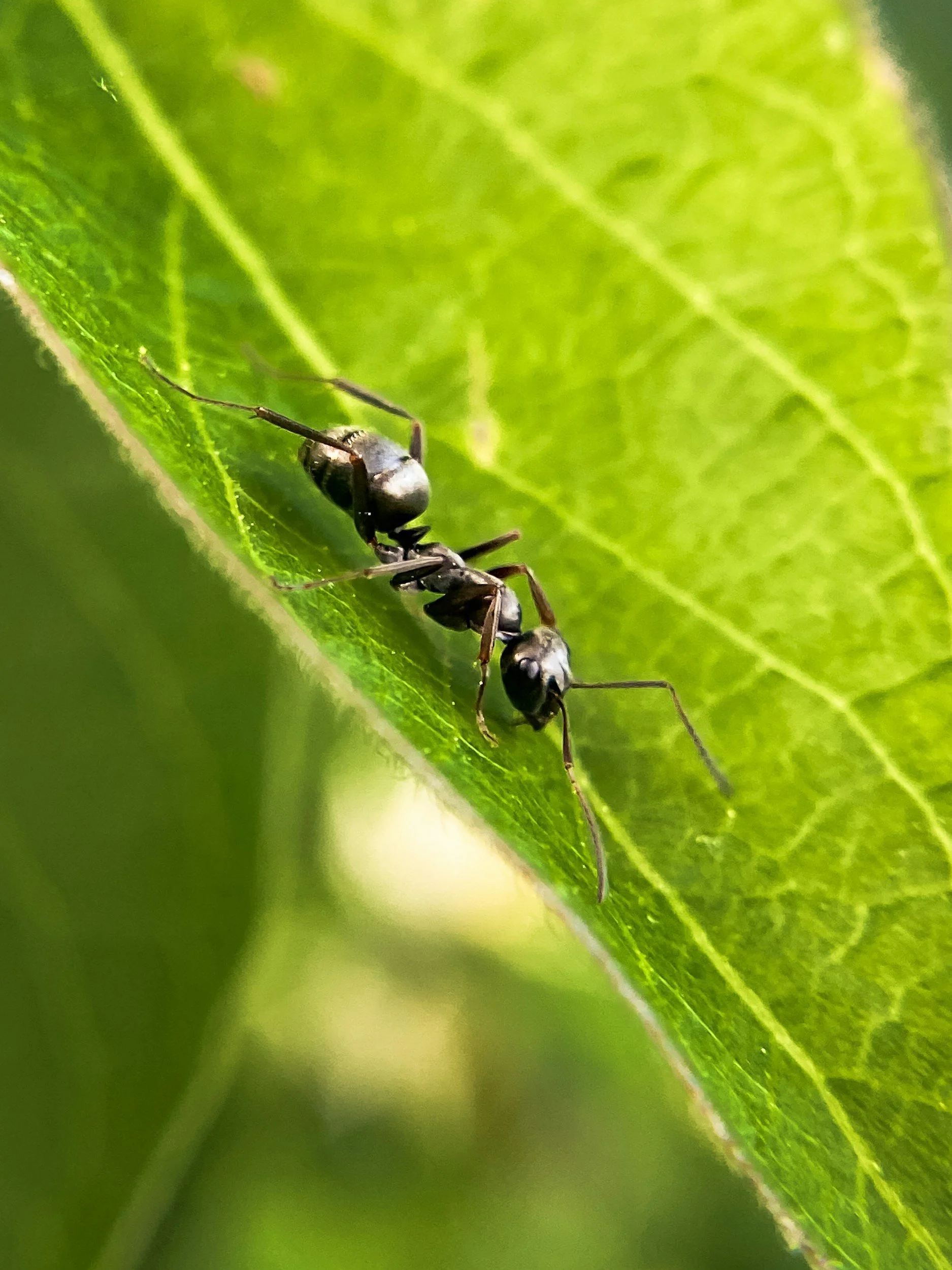 Close-up photo of two black ants on a green leaf.