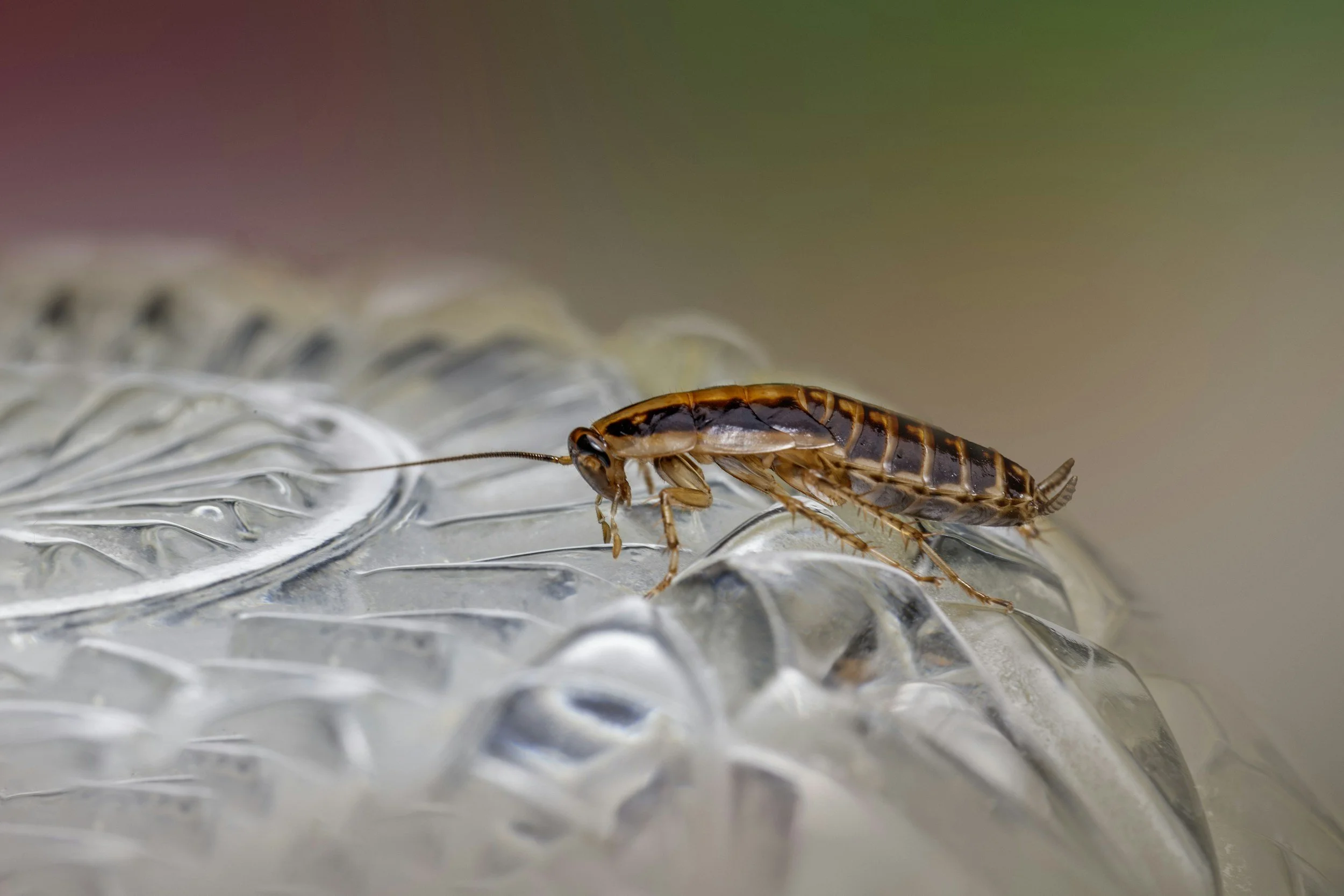 A close-up photograph of a small brown and black insect with long antennae perched on a textured transparent surface.