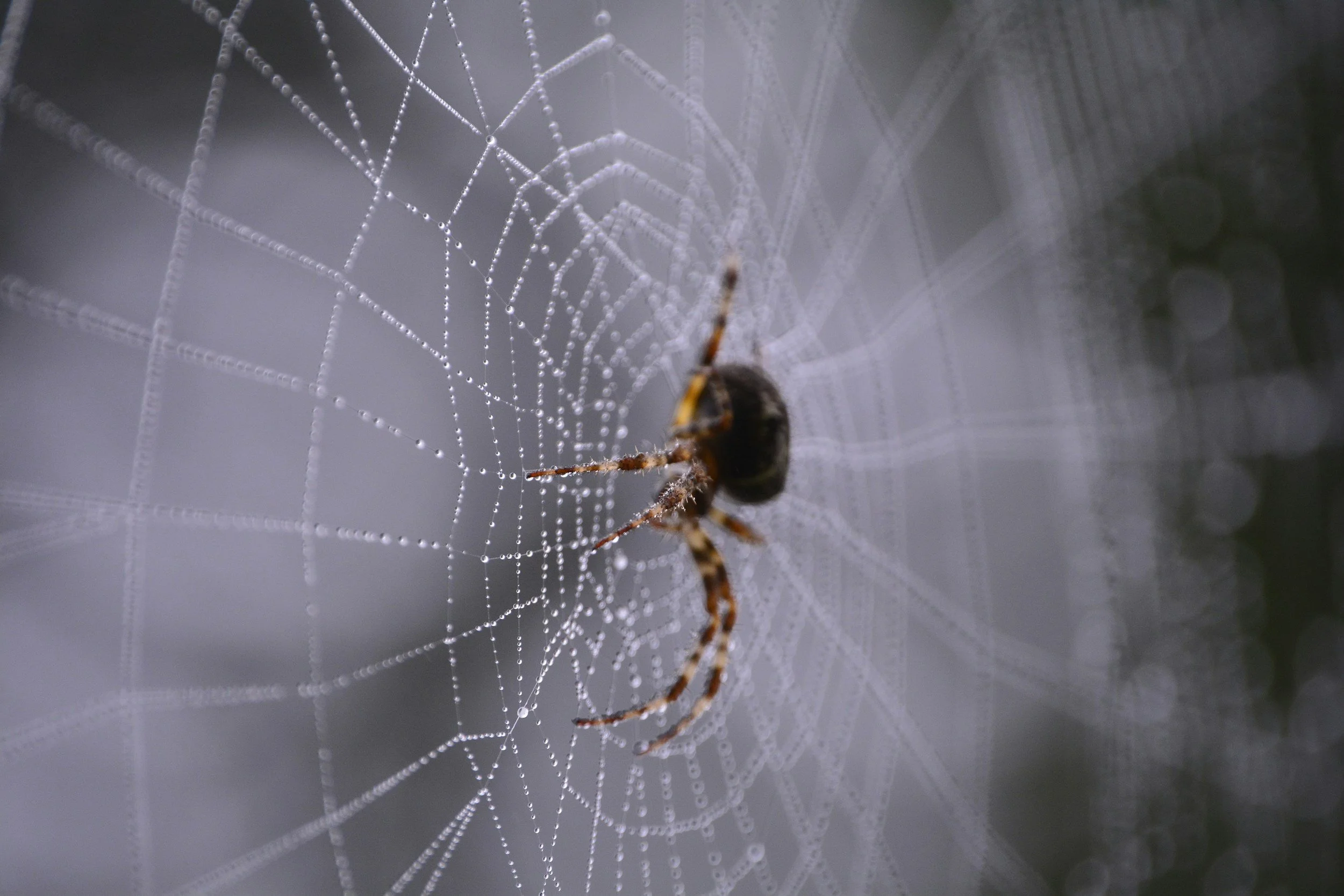 Close-up of a spider web with water droplets, with a spider in the center, on a blurred background.