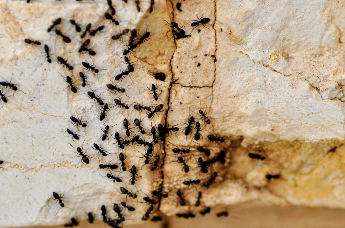 The Most Common Ant Species Found in Orange County and How to Control Them