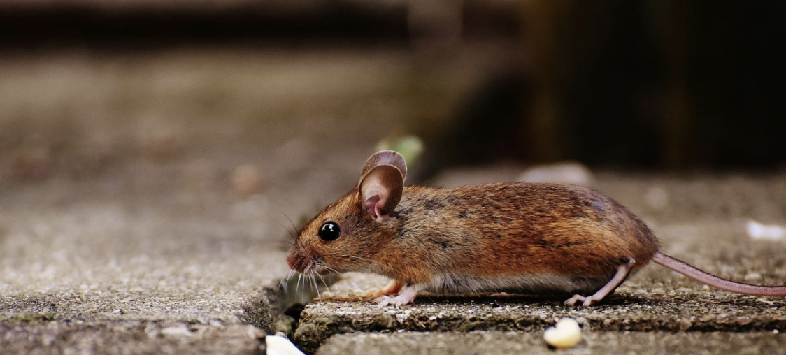 When to Call a Rodent Control Expert in Newport Beach