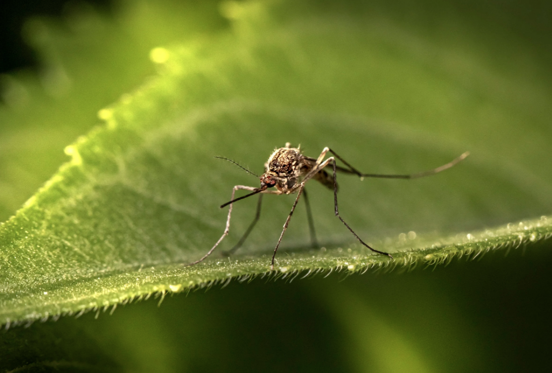 Top 10 Reasons to Choose Crest Pest Control for Mosquito Control