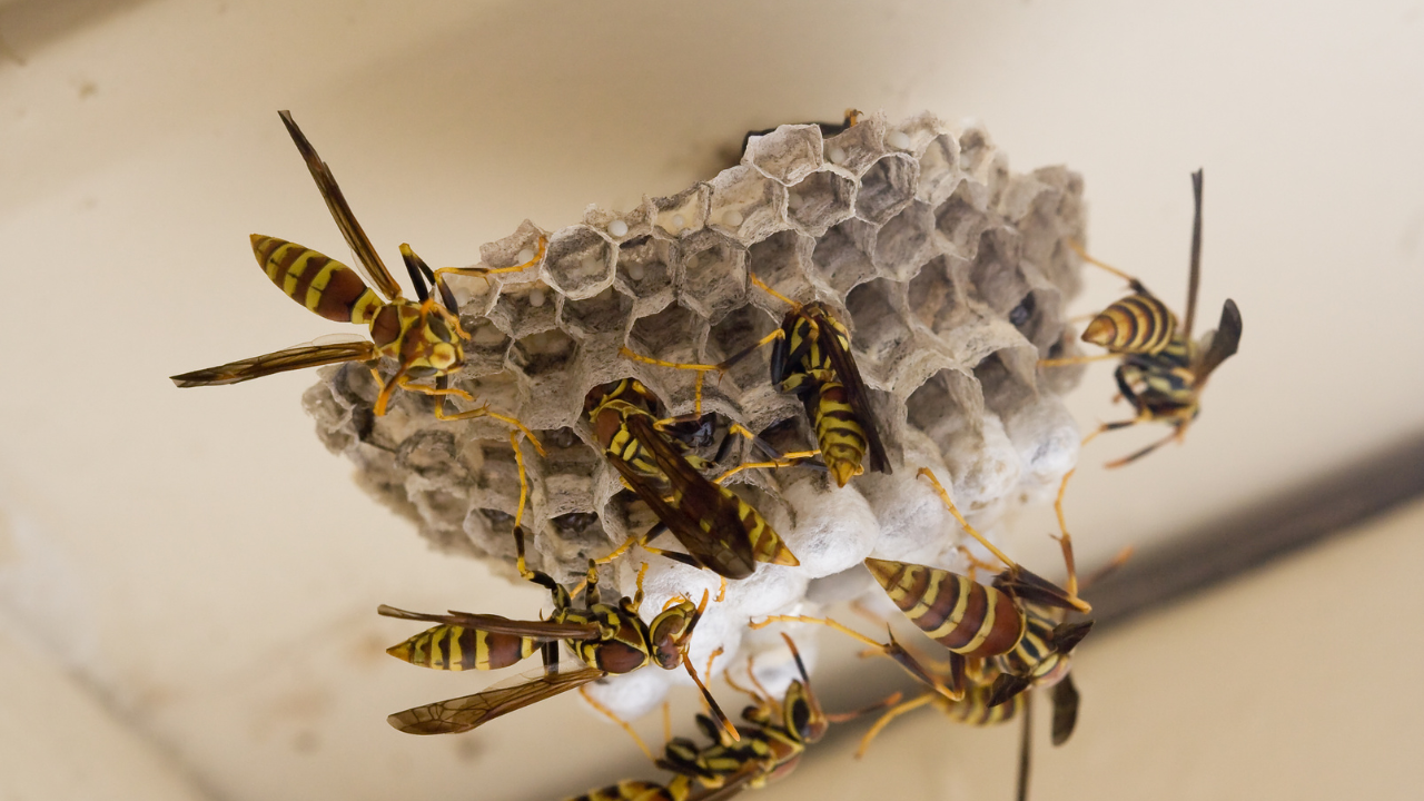 Yellow Jackets vs Wasps: How to Tell the Difference