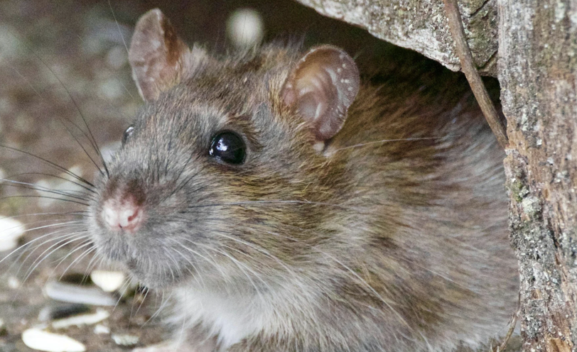 How to Rat-Proof Your Orange County Home Before Fall
