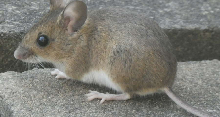 Rat Droppings vs Mouse Droppings: How to Identify What You Have