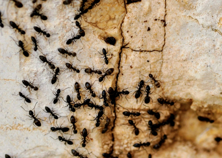 Pest Control in Fontana: What Inland Empire Homeowners Face