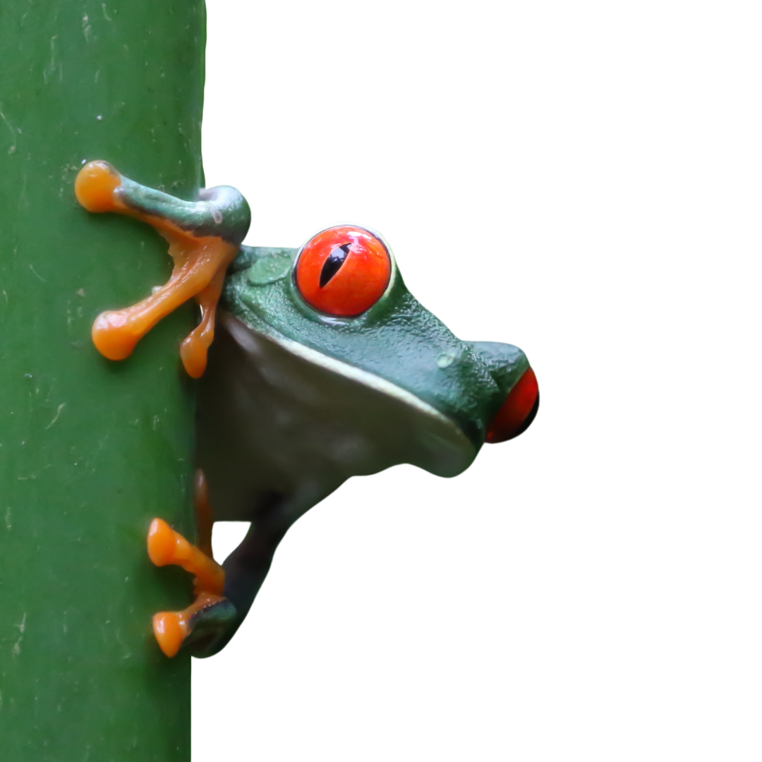 salt lake city kambo medicine