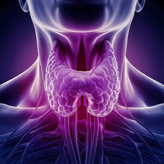 Your Thyroid and What it Does