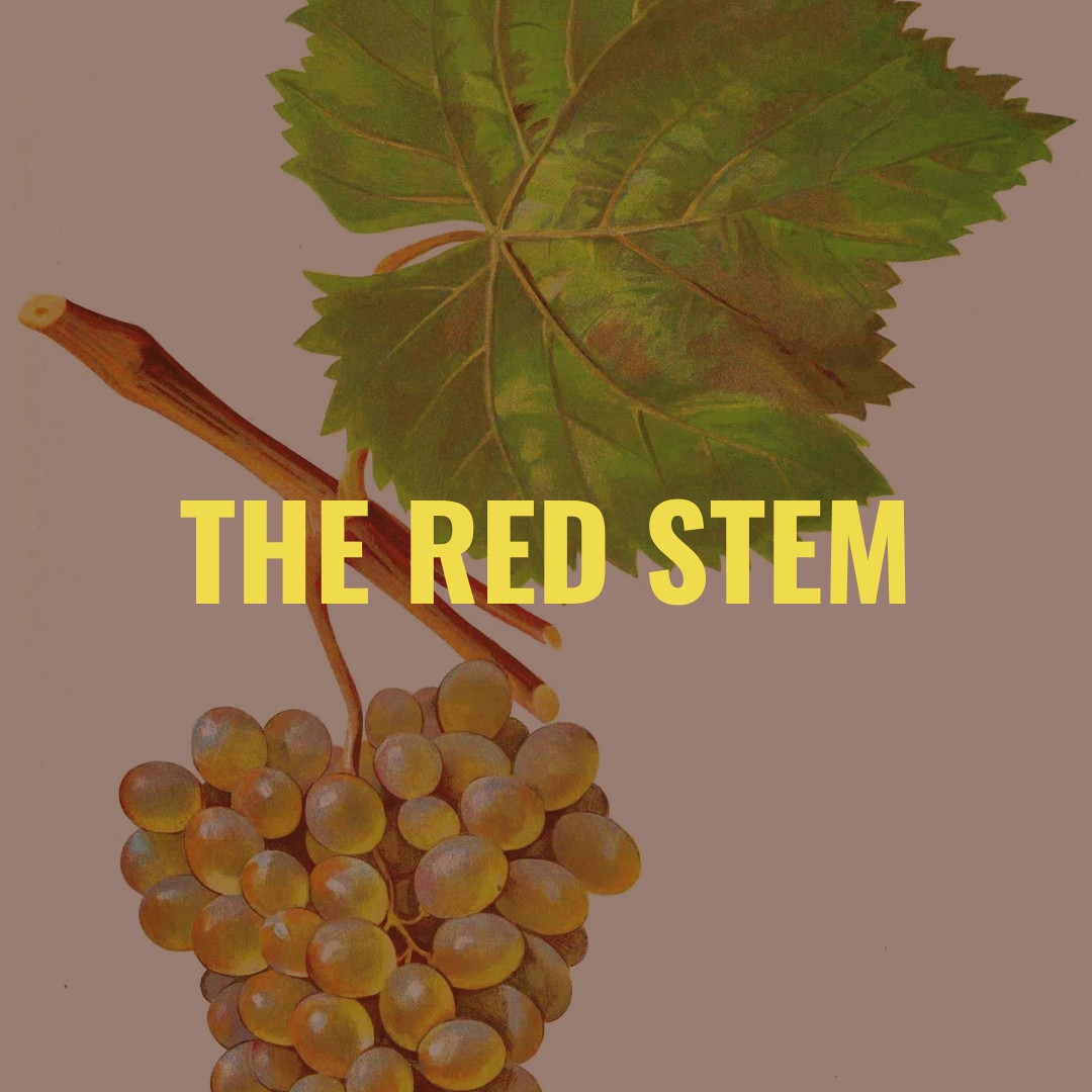 Image of a rkatsiteli leaf and a cluster of grapes with the text 'The Red Stem' overlaid.