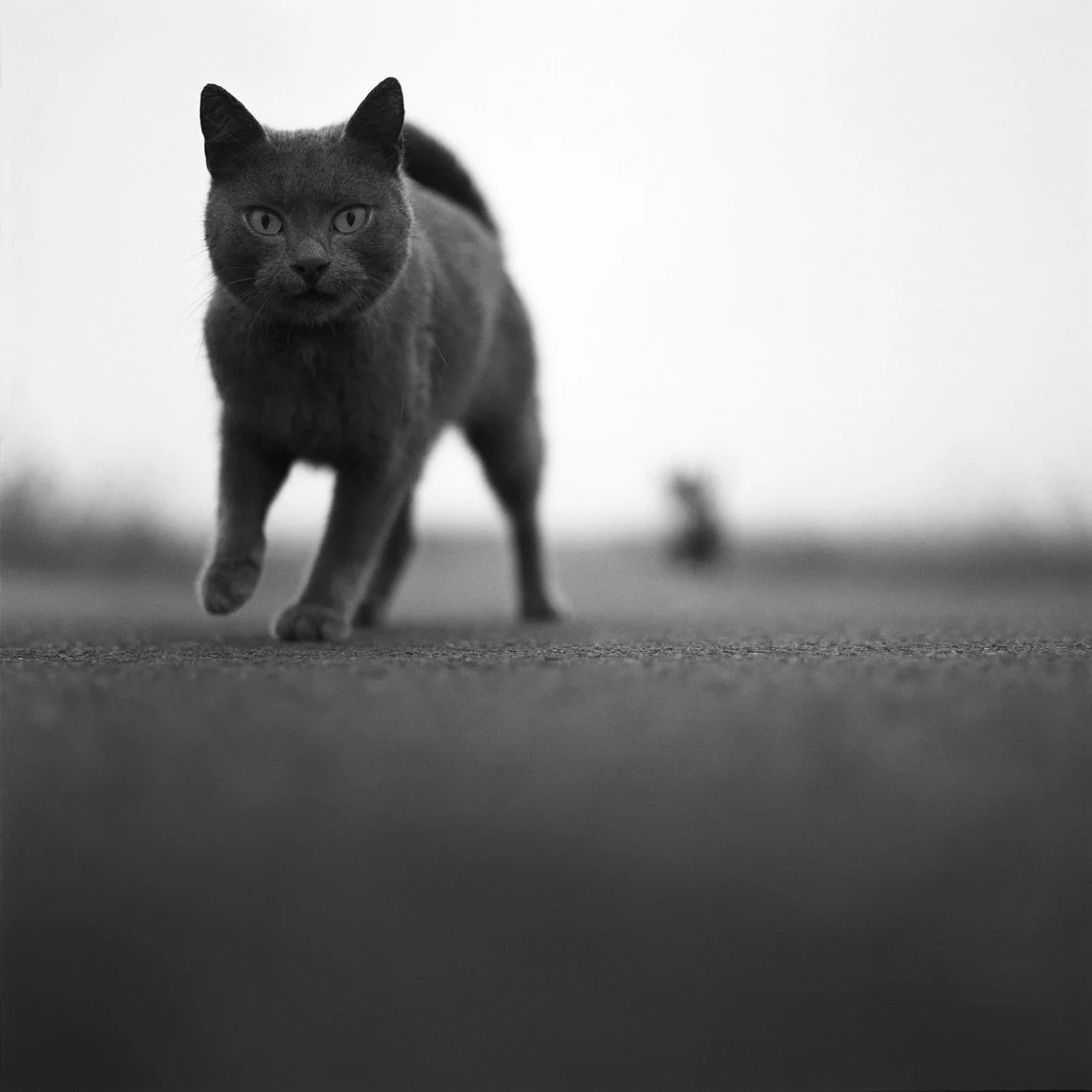 Les choses sans nom «Lente»