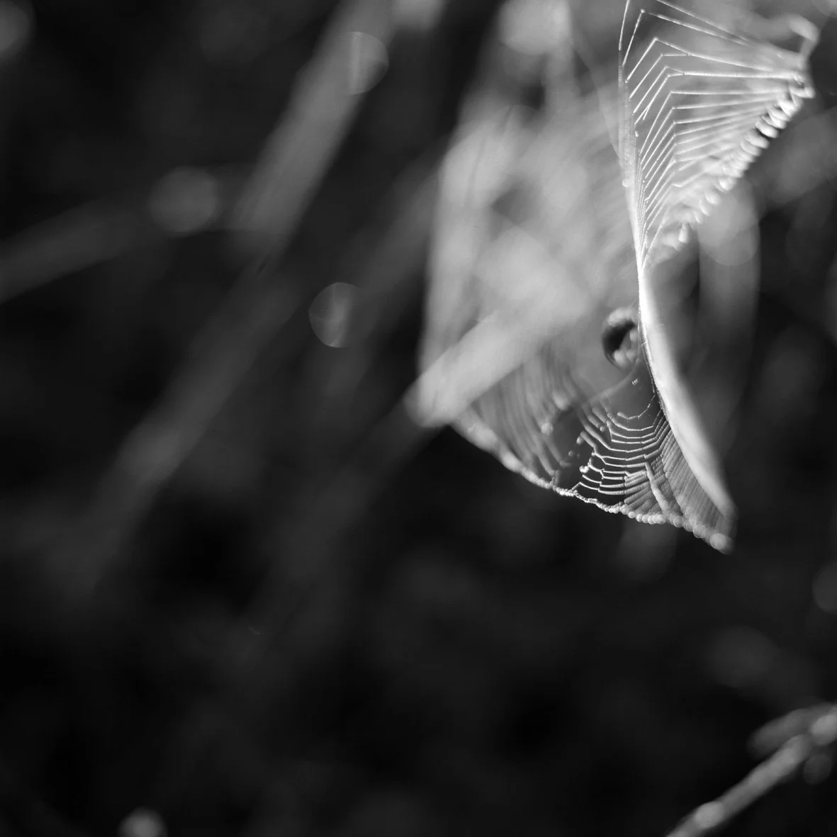 "Le féminin des choses"' - Caroline Lamarche