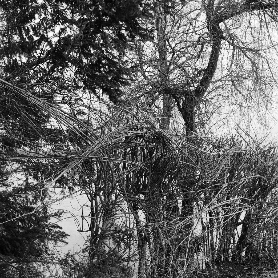 Les Petites Armoises 01/03/20