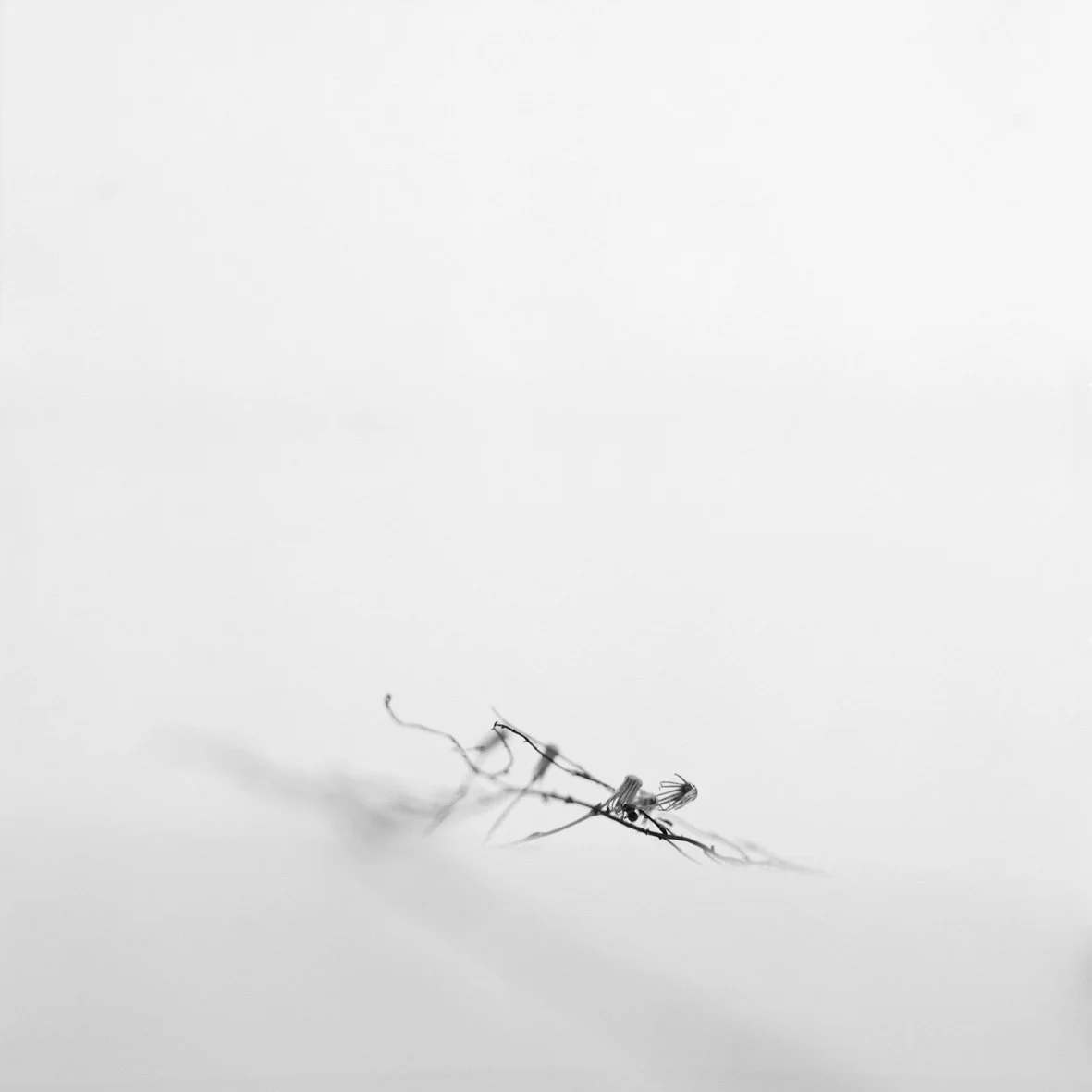 Nez de Jobourg 01/08/00