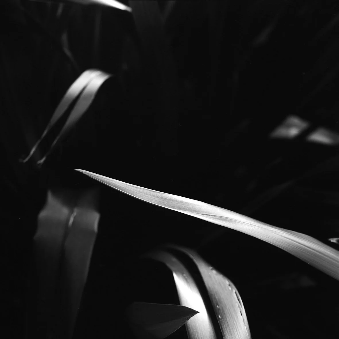 Ecosse, jardin Mac Donald 29/07/05