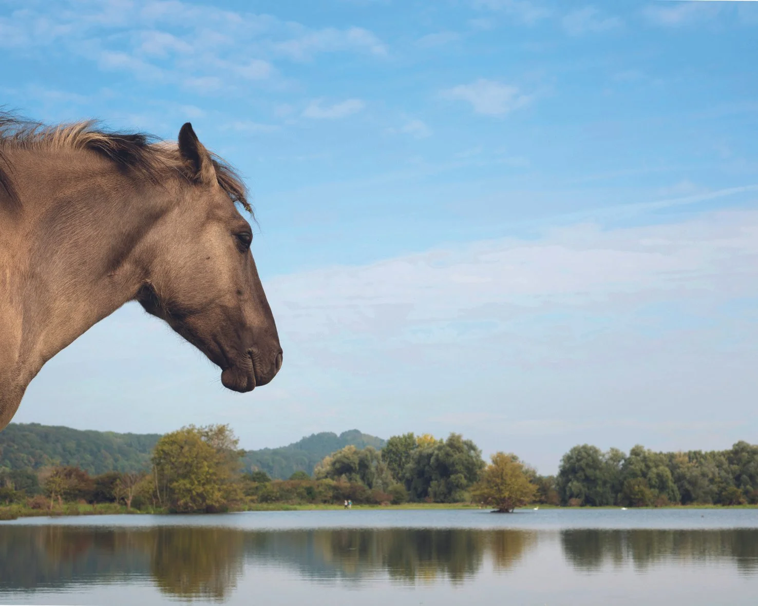 La Meuse, rives et récits