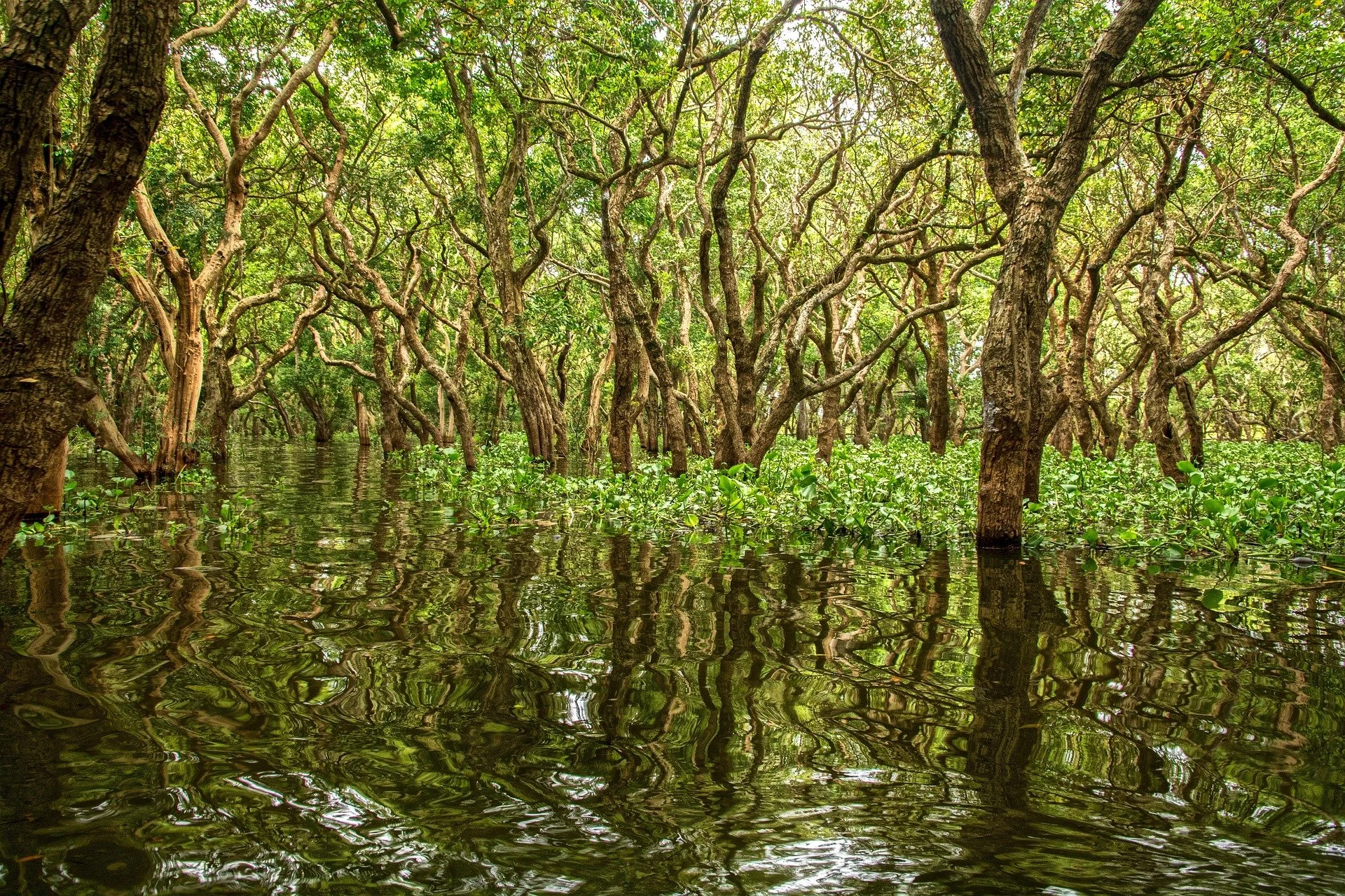 Forêt de mangroves