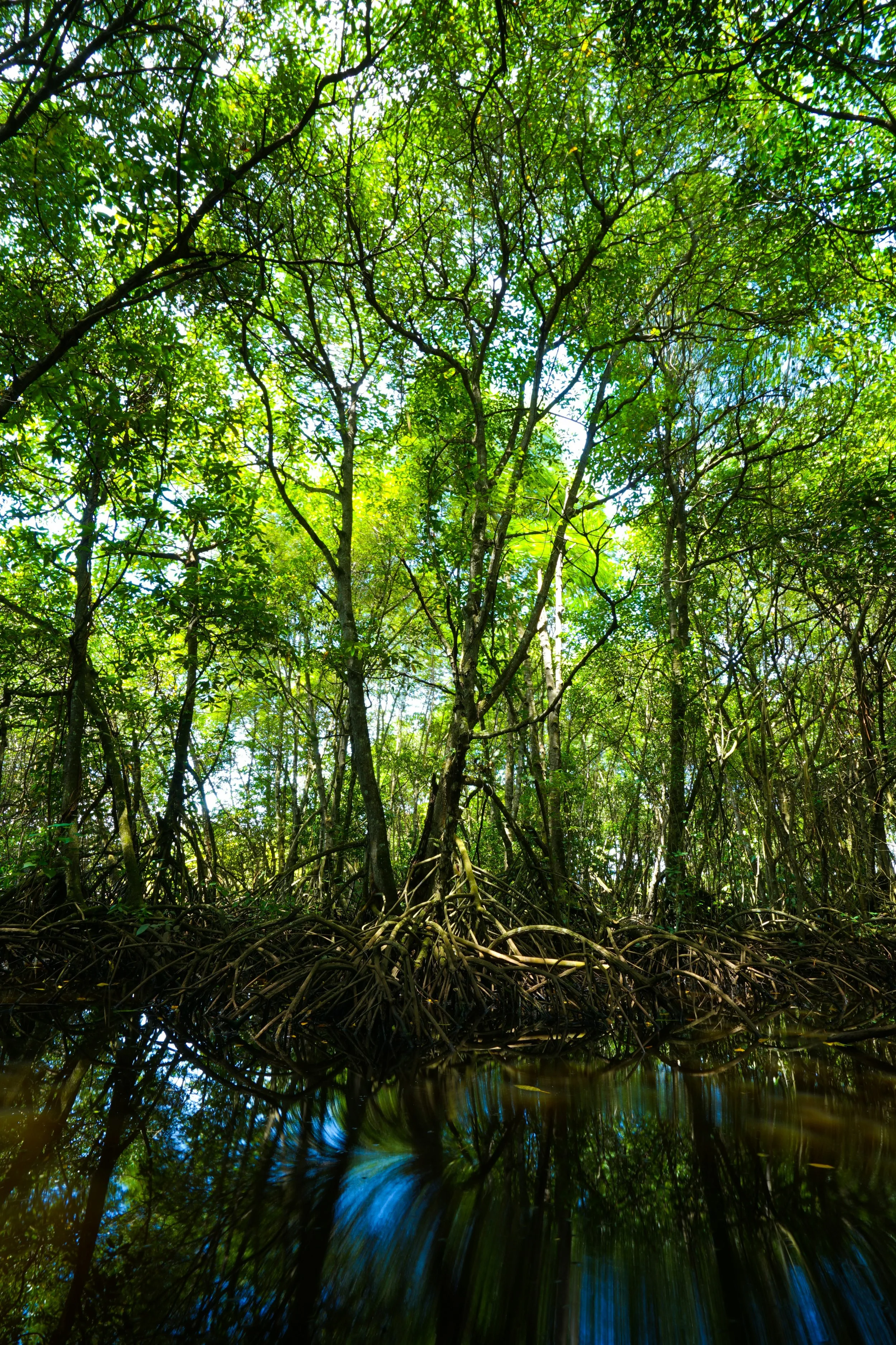 Visitez les forêts de mangroves en bateau