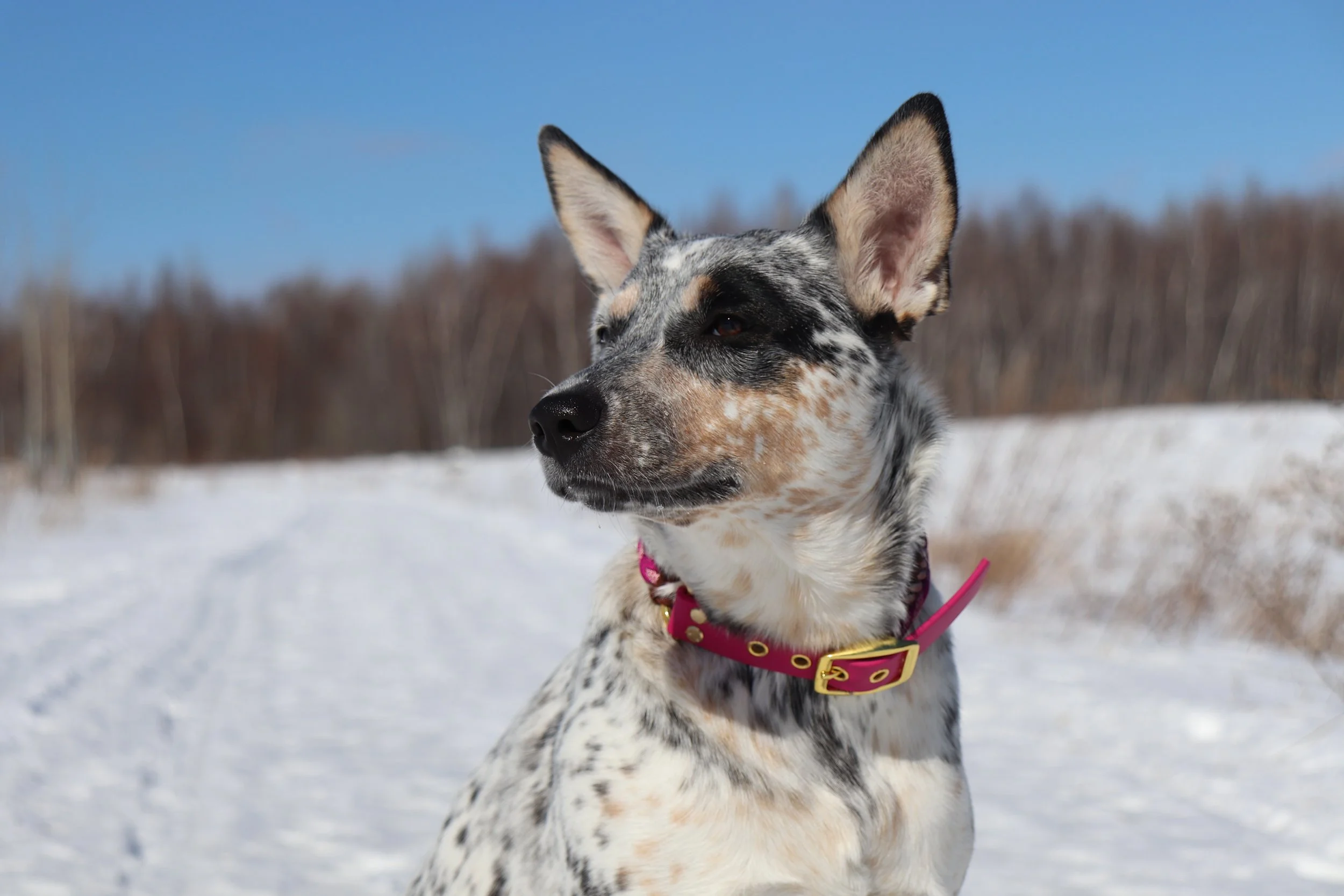 Chienne merle dans la neige sous un ciel bleu, portant un collier rose à boucle dorée.