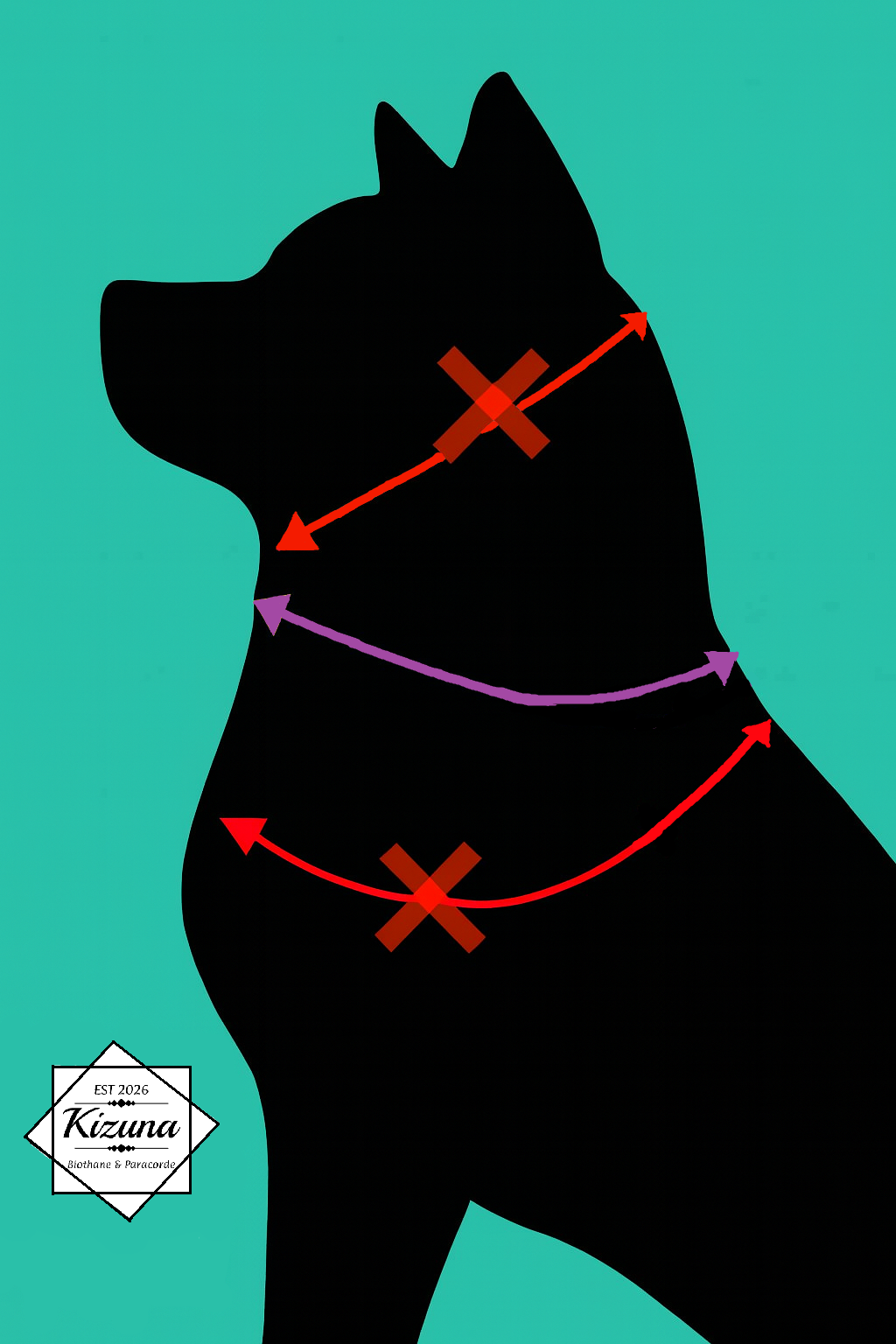 Silhouette d'un chien noir avec des flèches et des croix rouges et violettes indiquant des directions et des points importants, fond turquoise, logo 'Kizuna Biothane & Paracorde' en bas à gauche.