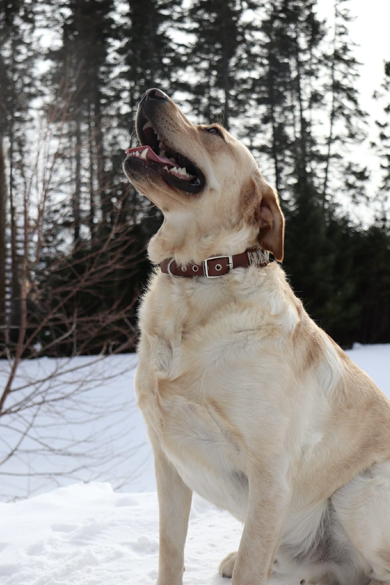 Un chien de race labrador face à la neige, avec des arbres en arrière-plan, tourné légèrement vers le haut avec la bouche ouverte.
