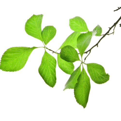 Ast, der dafür steht, dass die Natur mit Hilfe von UN Projekten und Stella Rise unterstützt wird.