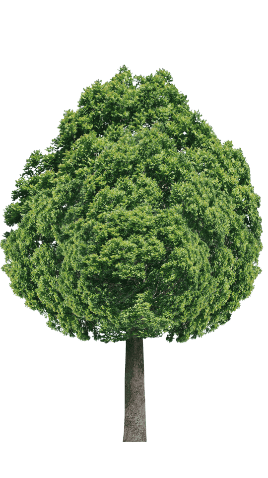 Stella Rise unterstützt international anerkannte Umwelt Projekte und Baumpflanz Projekte für CO2 Footprint