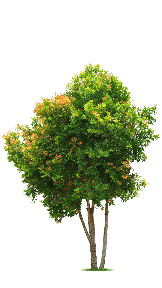 Baum symbolisiert: Pro Absolventin werden 10 Bäume gepflanzt für Klimaschutz