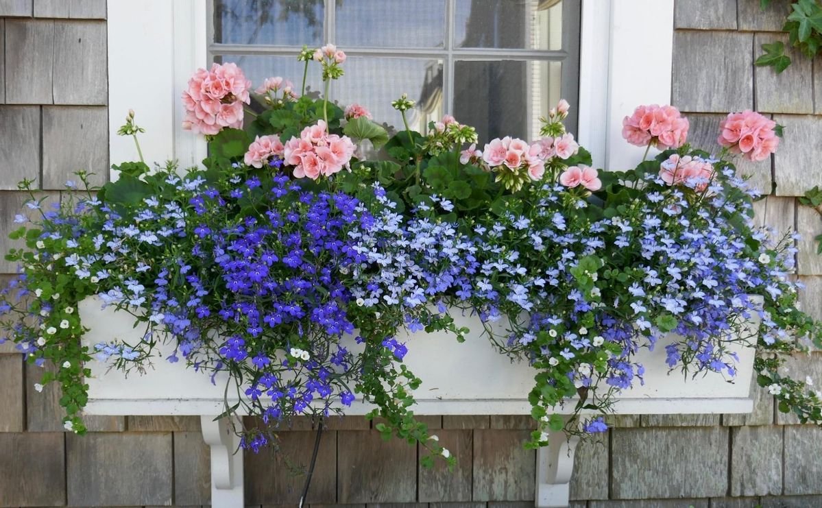 Window box filled with pink and purple flowers on a house wall.