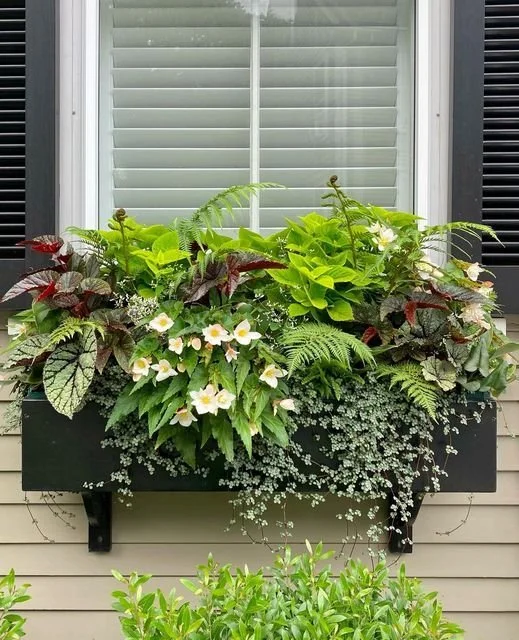 A lush window box filled with a variety of green plants and white flowers, mounted on the exterior wall of a house with beige siding and a window with closed blinds.