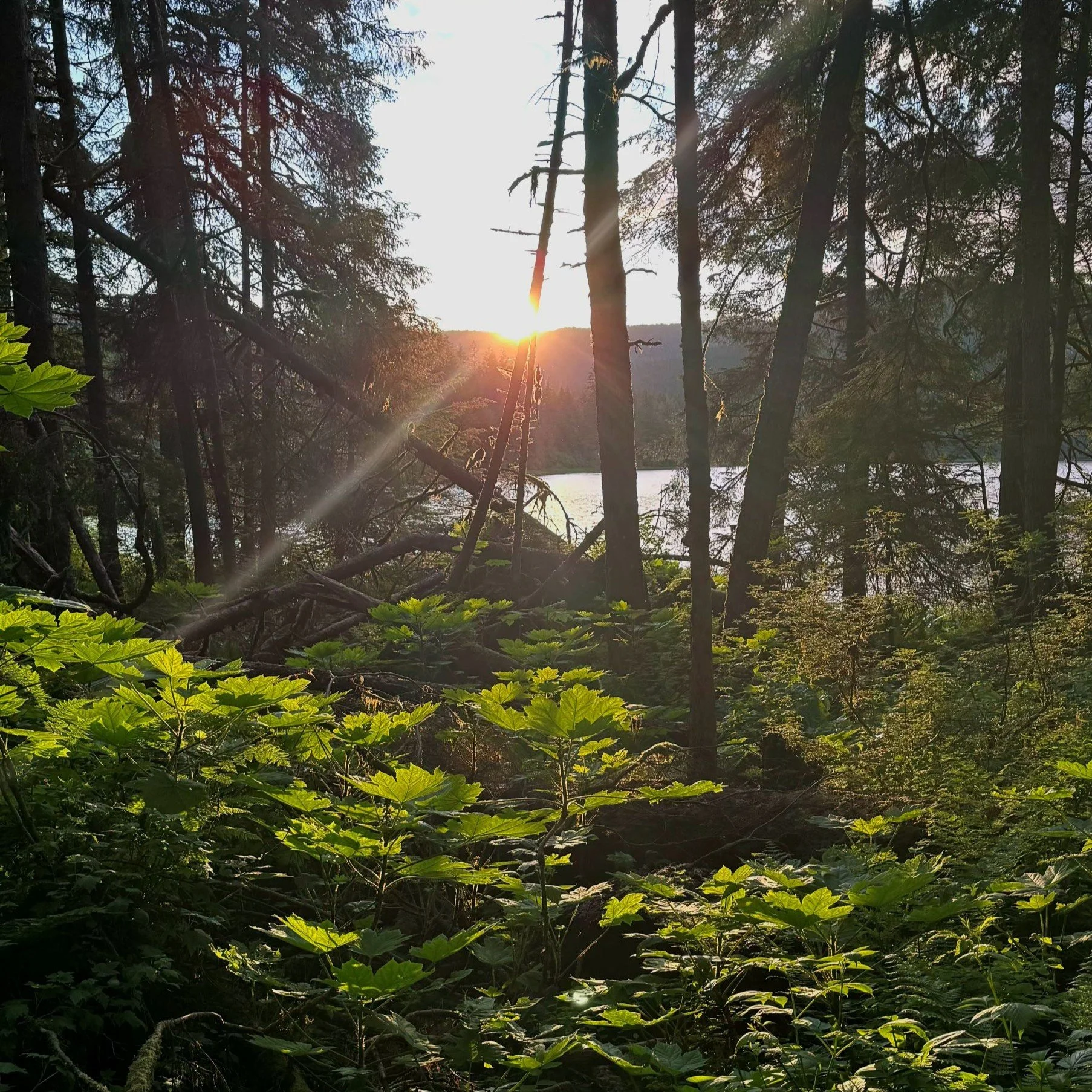 Sunset through trees in a forest near a body of water with green foliage in the foreground.