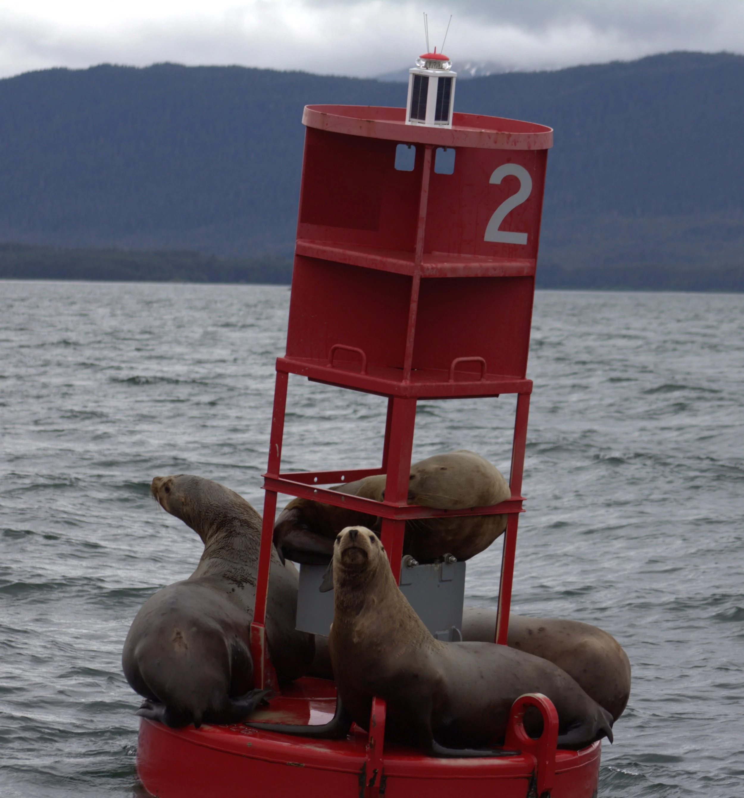 Sea lions hanging out in Juneau