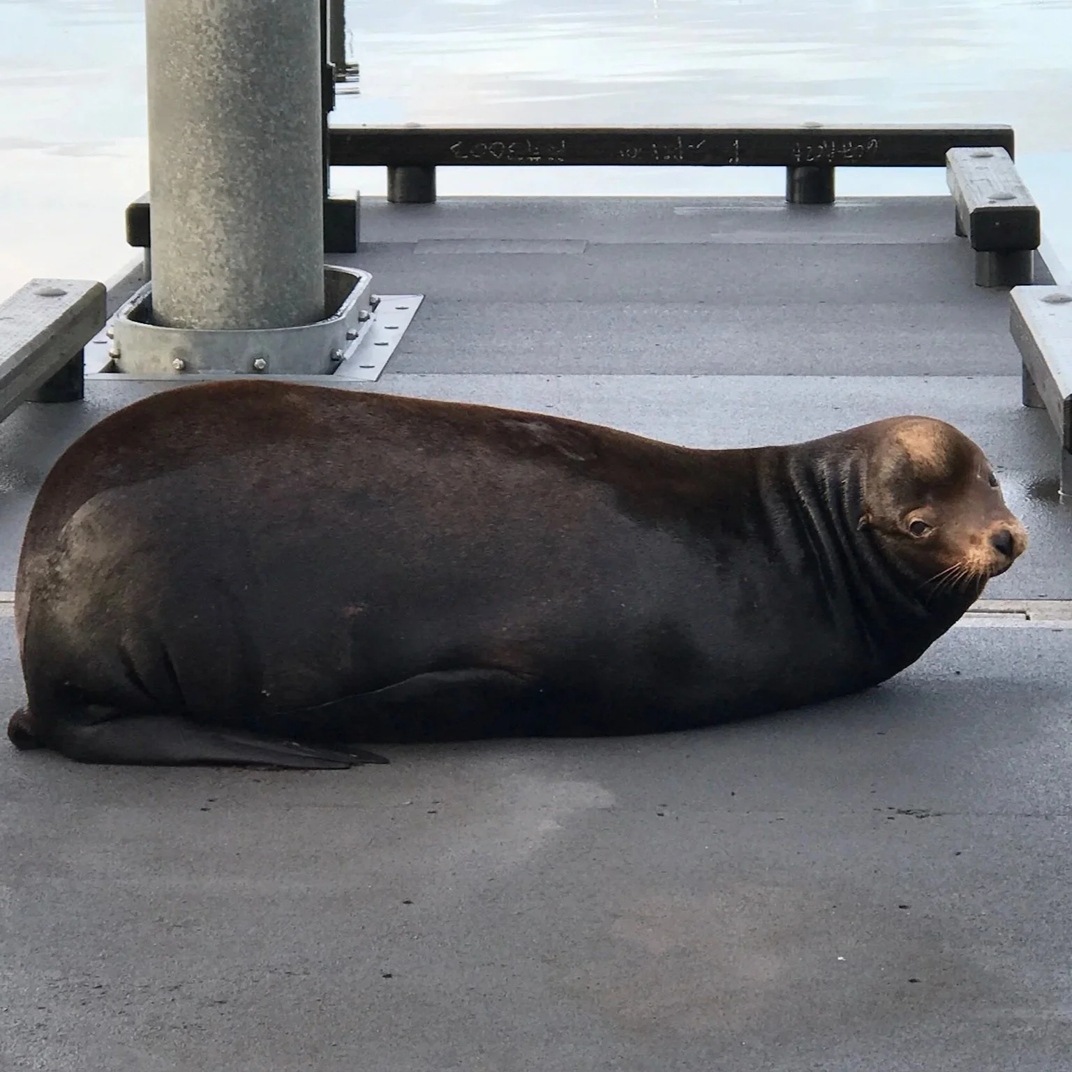A young sea lion resting on a dock, with its head turned to the side and body stretched out on the concrete surface.