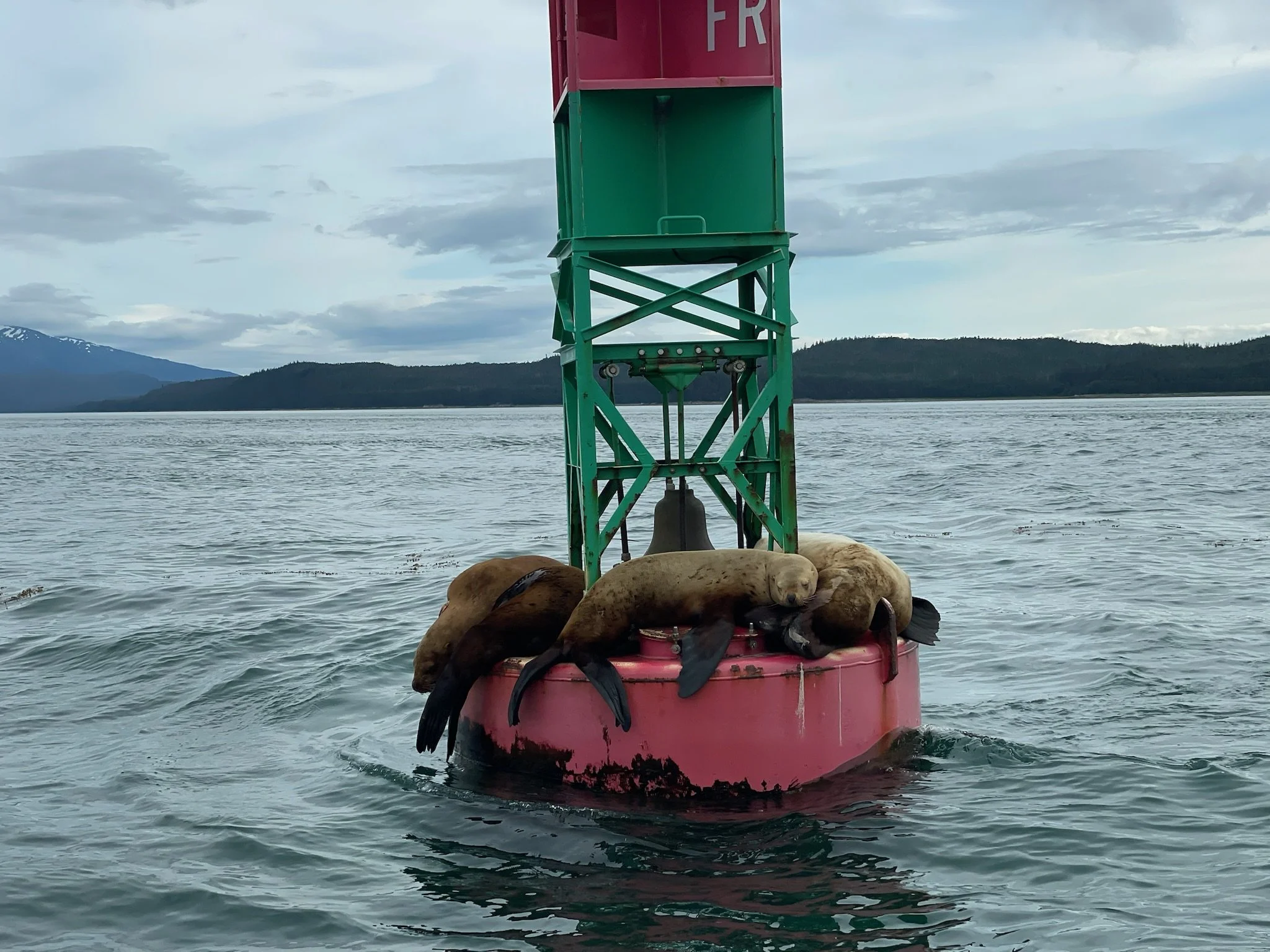 Sea lions on buoy in juneau alaska during a whale watching tour