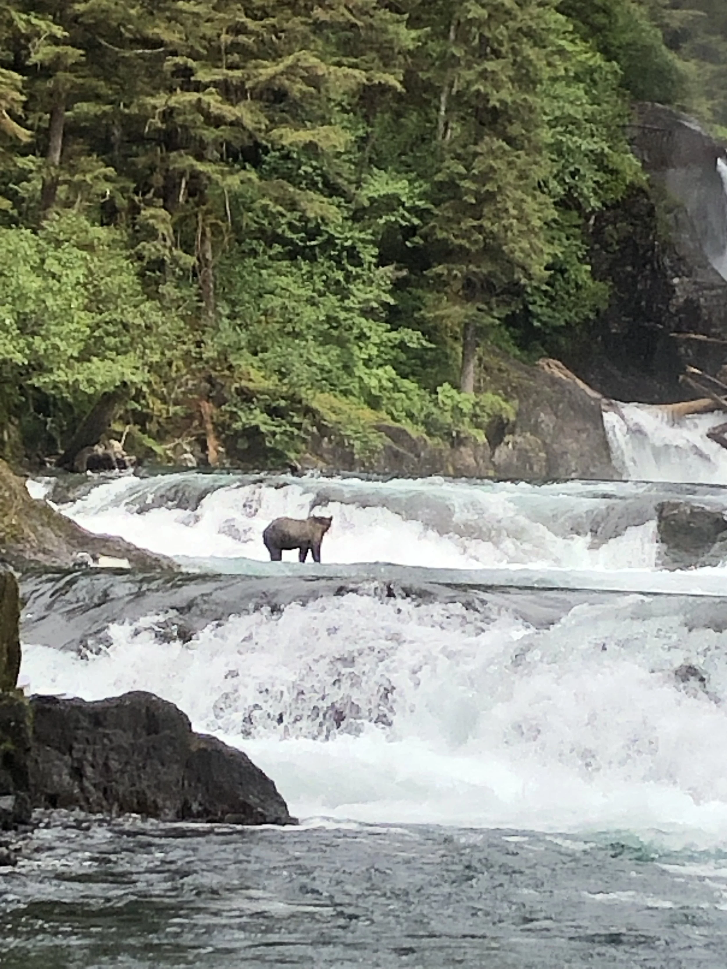 Black bear fishing for salmon in sweetheart creeek south of Juneau Alaska