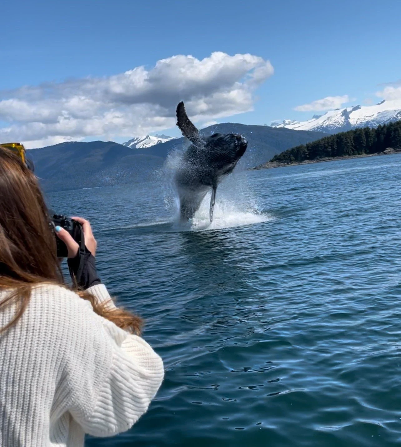 Juneau land and Sea whale watching as a whale breaches the water
