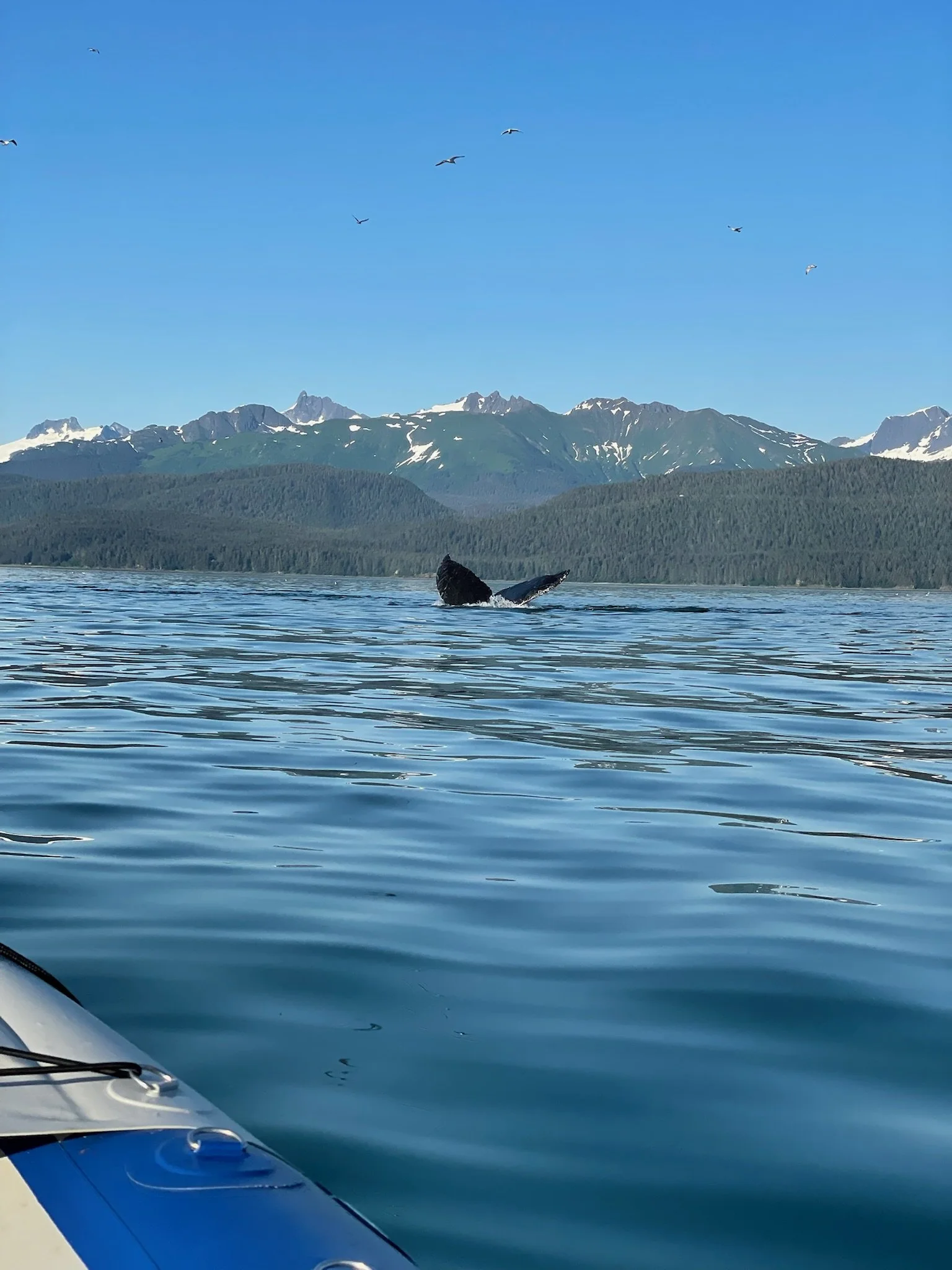 Humback whale watching in juneau