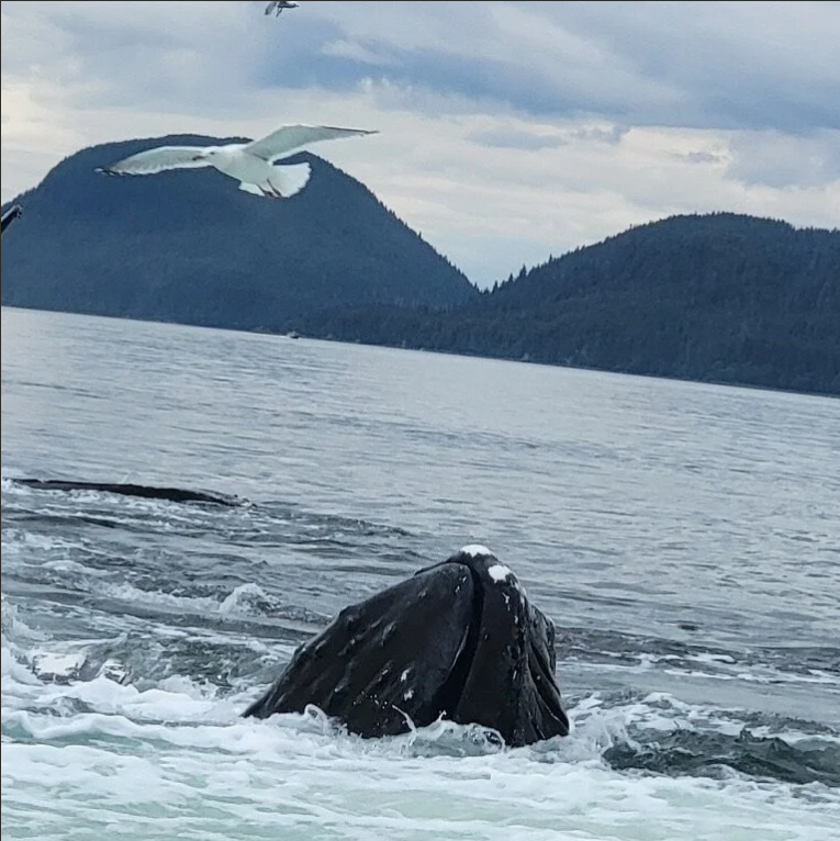 A whale's head surfacing from the water, with a seagull flying in the sky above, against a backdrop of mountains and cloudy sky.