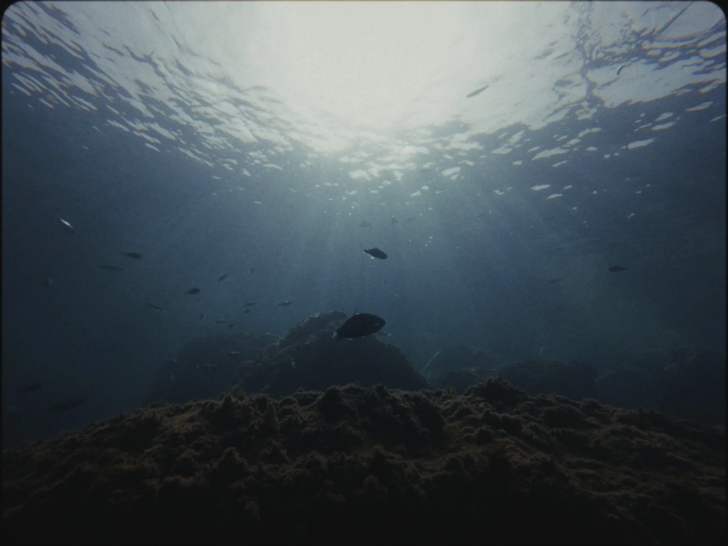 Still 2026-03-01 150547_1.1.1.jpg