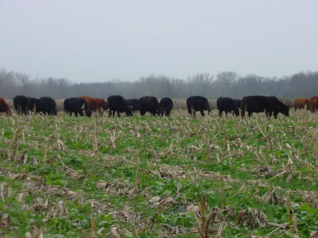 Turnips N Rye Grazing.JPG