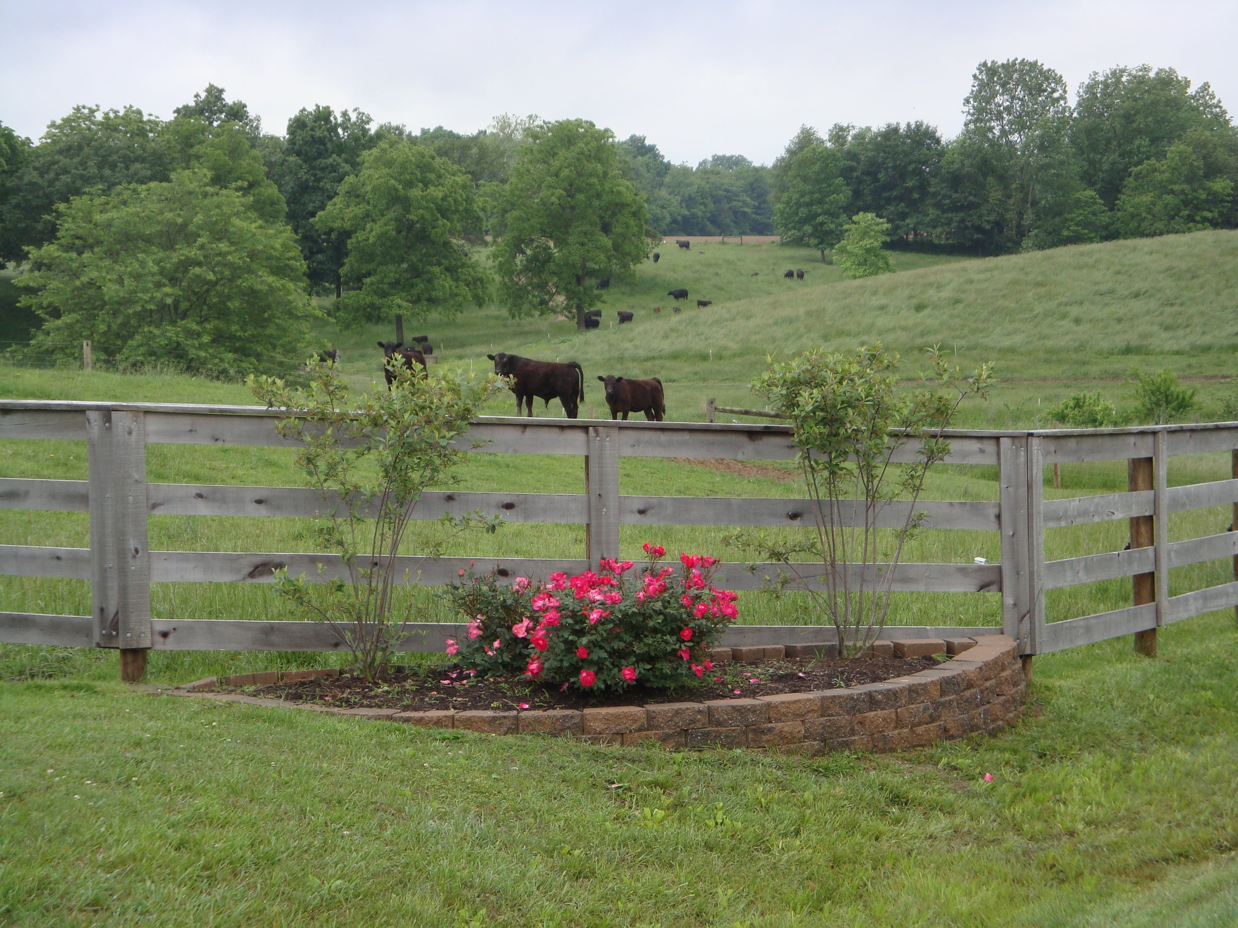 Farm Corner & Cattle.JPG