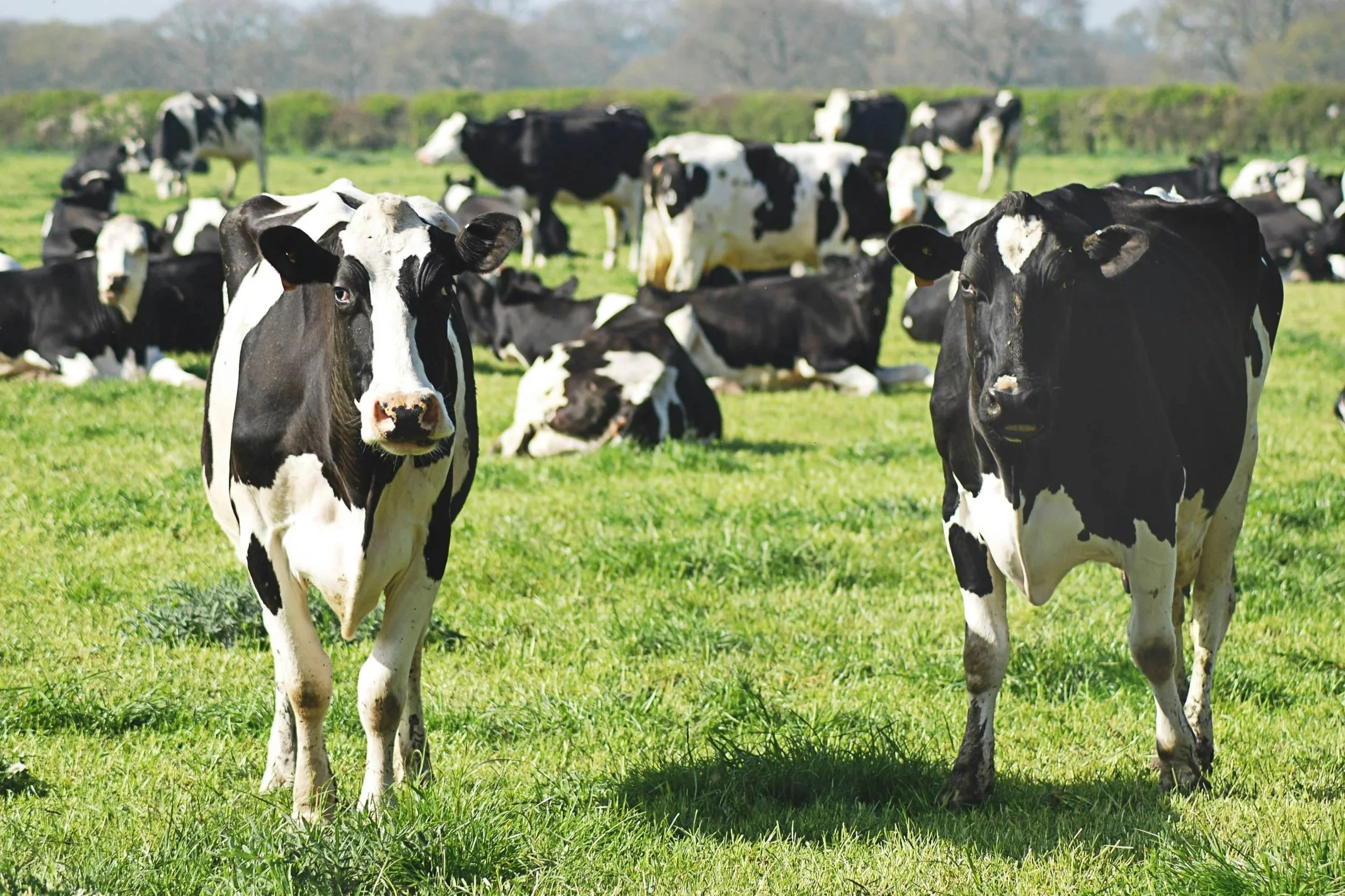 Dairy Grazing Pasture Walk: Scales Mound