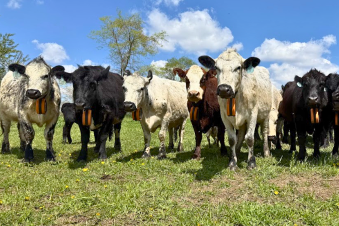 Virtual Fence Pasture Walk