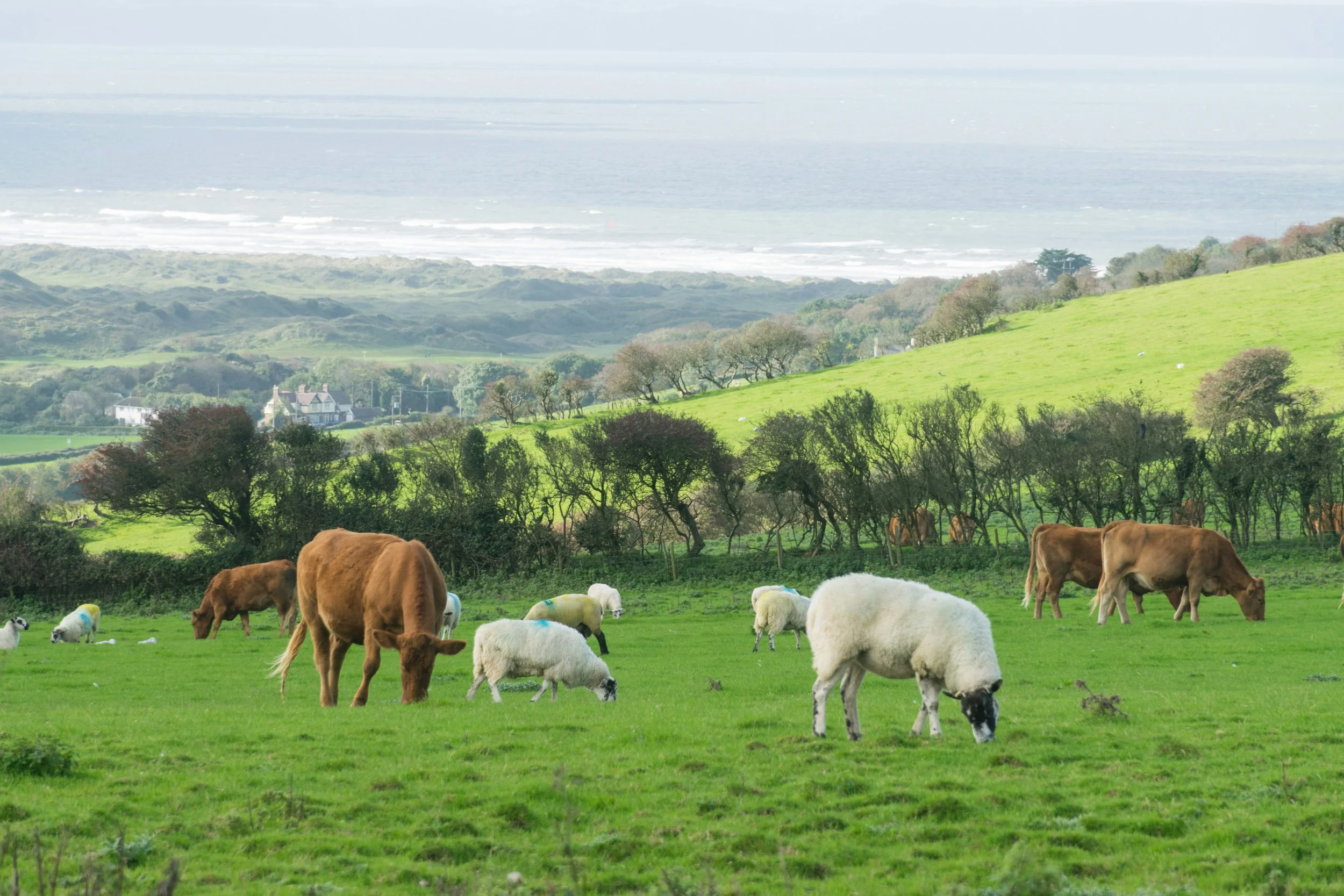 Rooted in Resilience: Grazing Small Ruminants in Kentucky at Elizabethtown