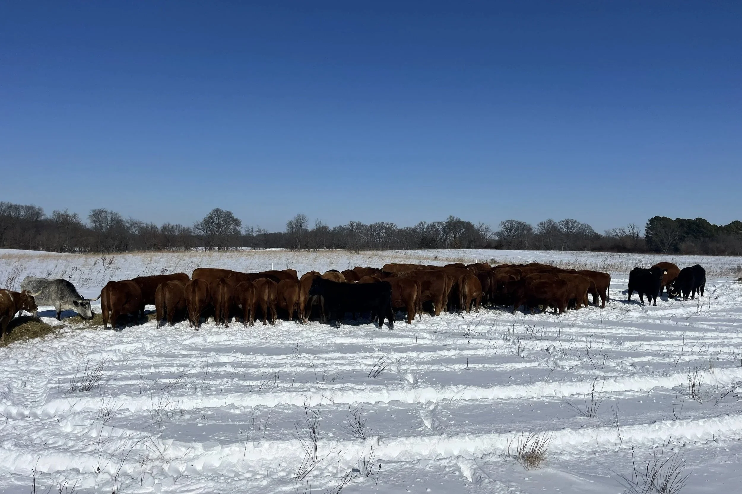 Winter Feeding Field Day