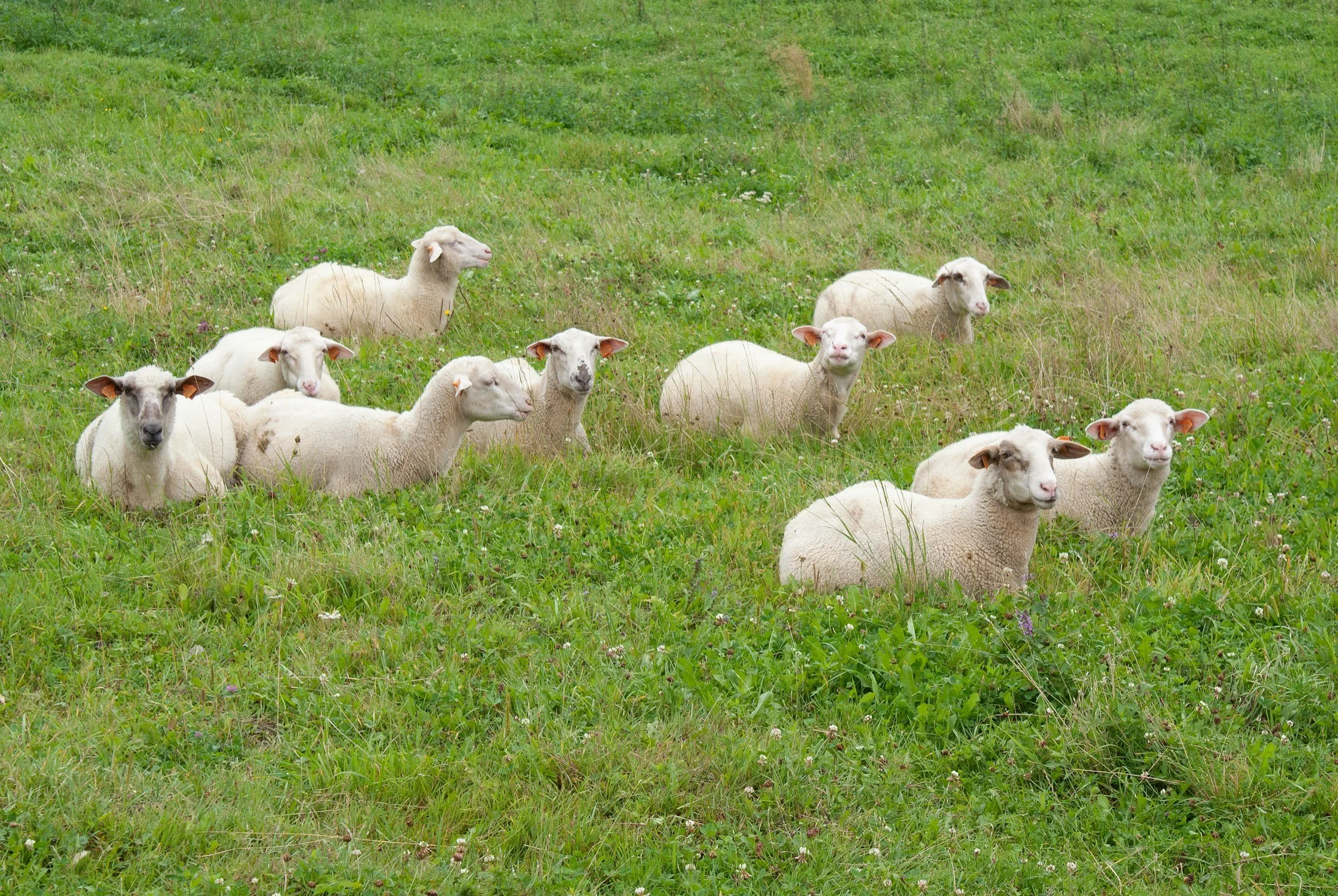 sheep in pasture