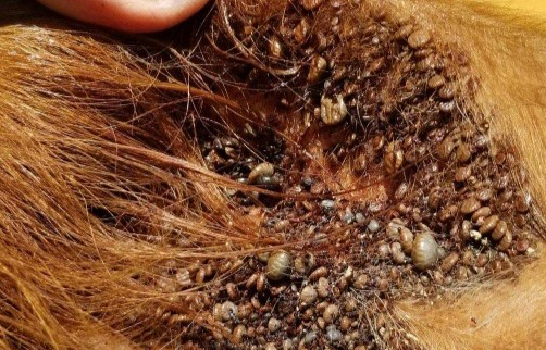 Asian Longhorned Tick in cow ear