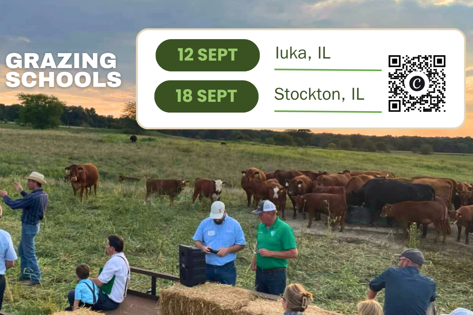 people looking at cattle in pasture