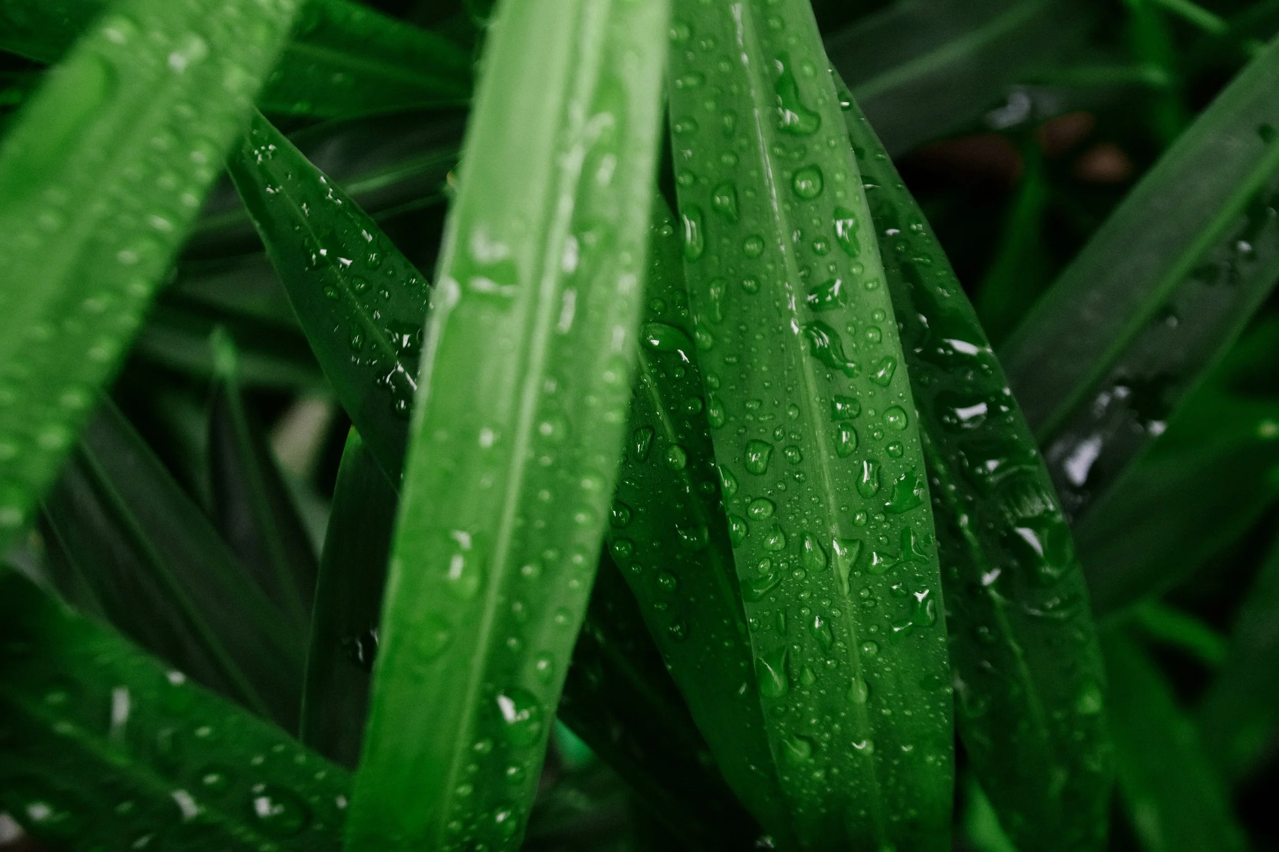 water on plants
